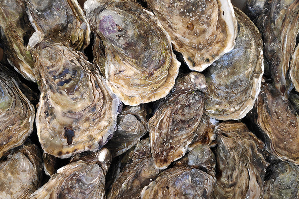 oysters